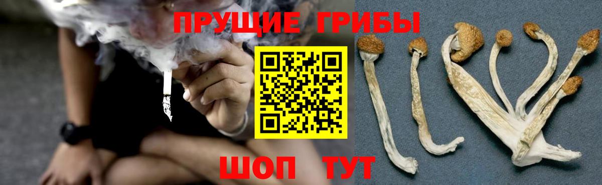 Галлюциногенные грибы Psilocybe Новошахтинск